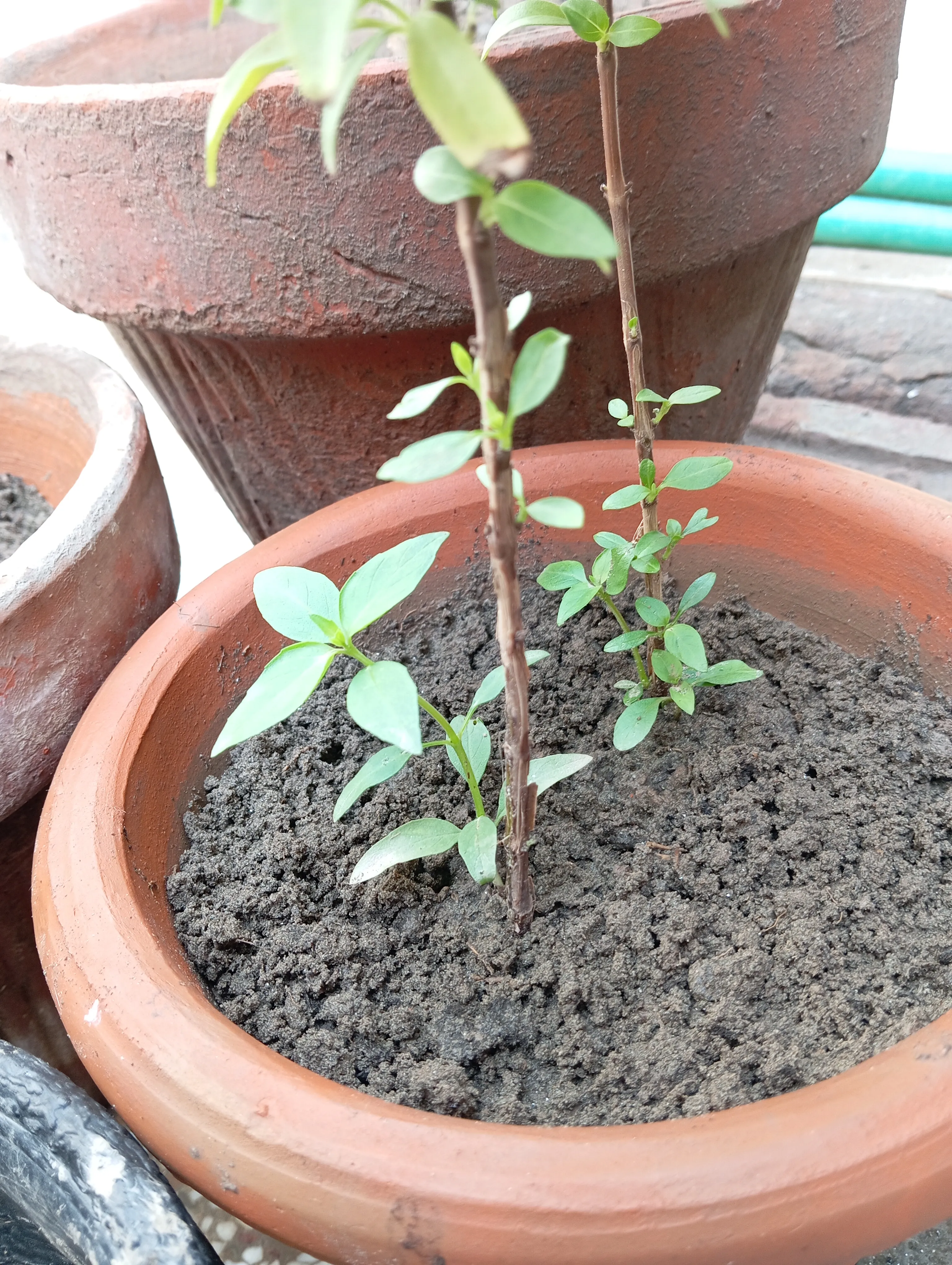 basil_02-07-2026 | 300