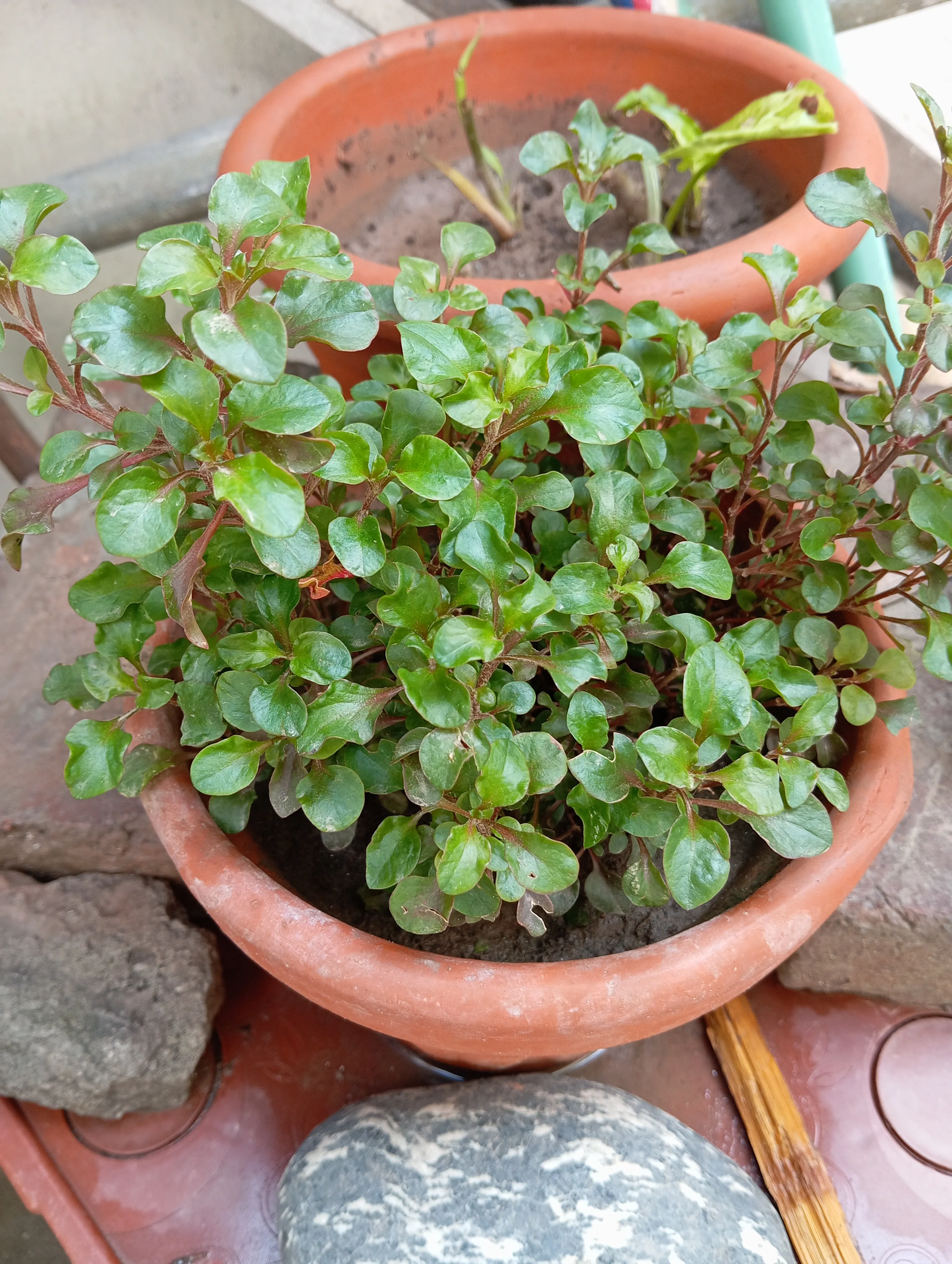 calico_02-07-2026 | 300
