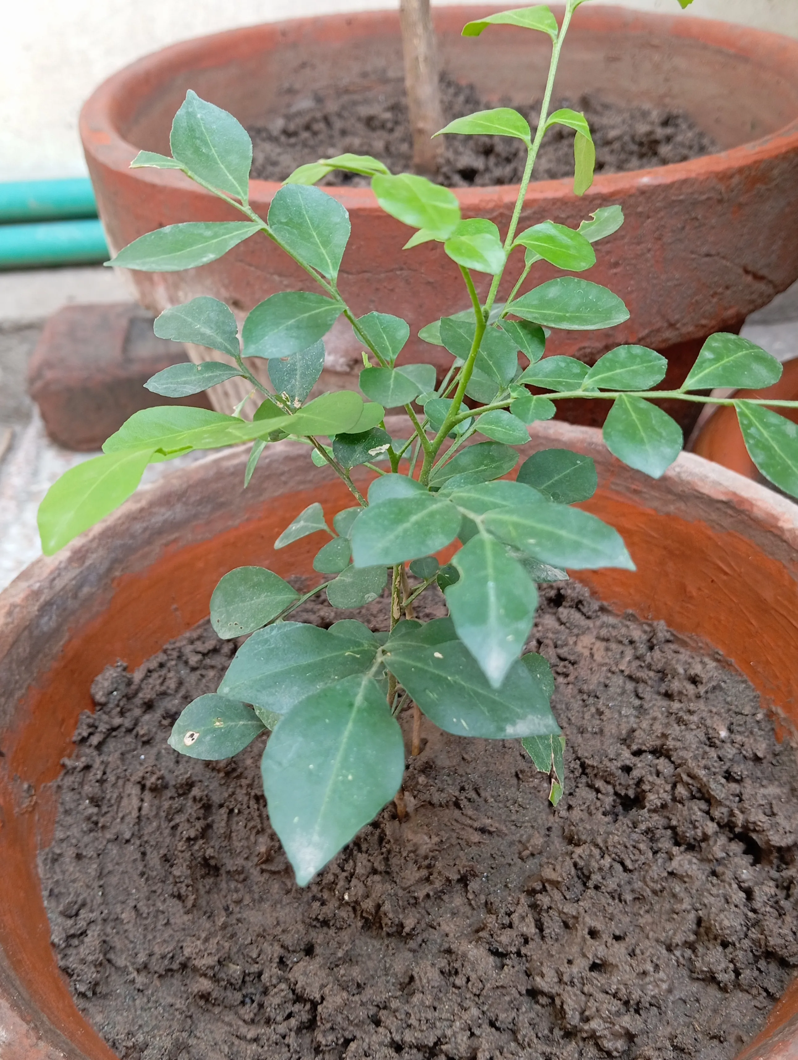 murraya_paniculata_02-07-2026 | 300