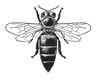 Queen Bee | 300