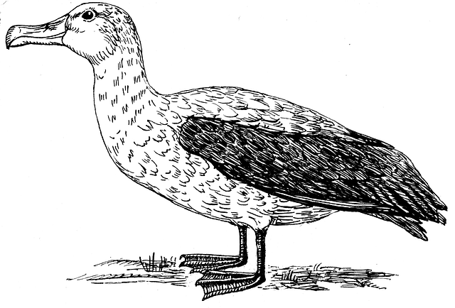 Albatross